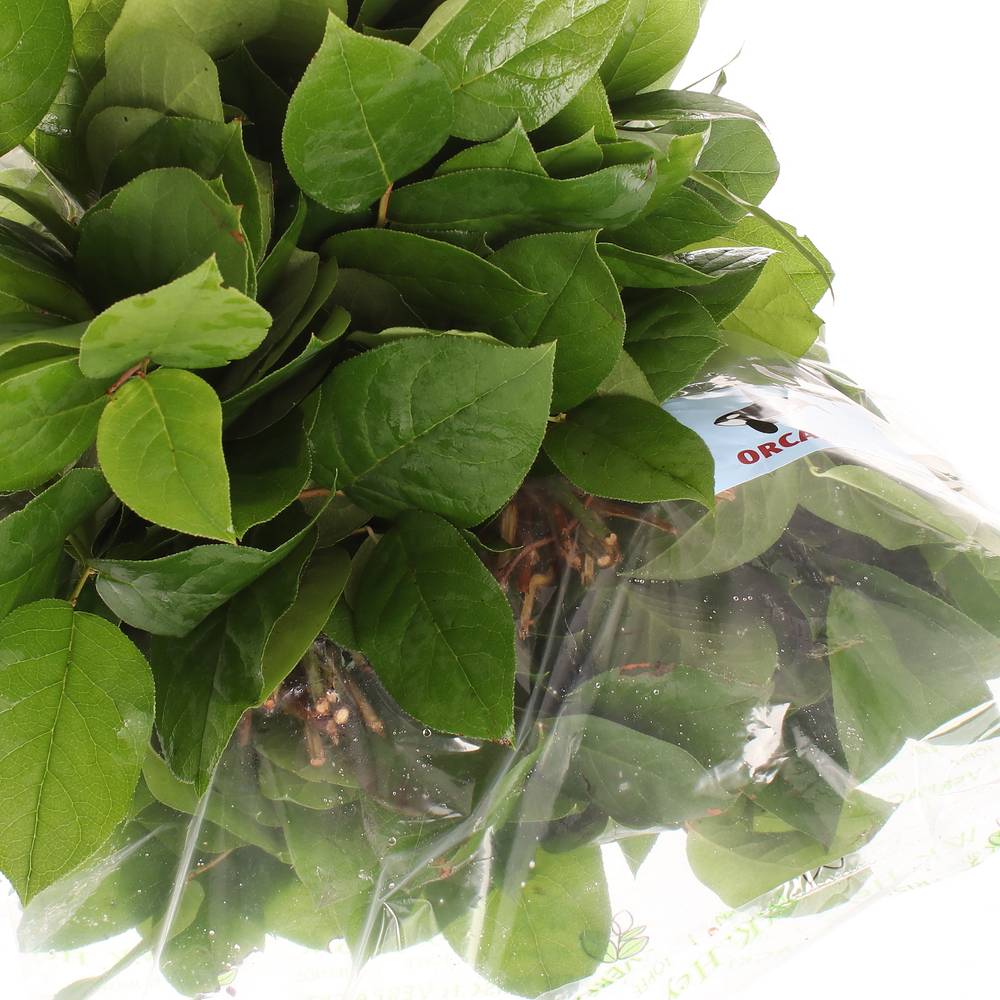Salal grün Tips Sack 330 Gramm