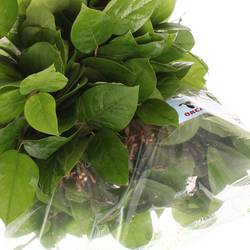 Salal grün Tips Sack 330 Gramm
