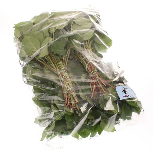 Salal grün Tips Sack 330 Gramm