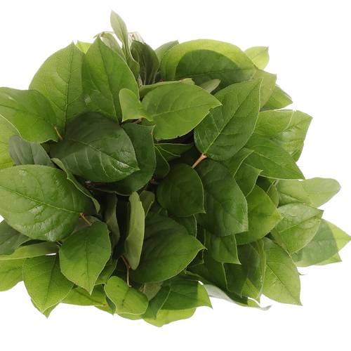 Salal grün Tips Sack 330 Gramm