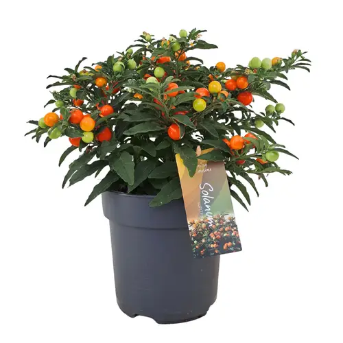 Solanum orange Pseudocapsicum Jupiter T17 H040