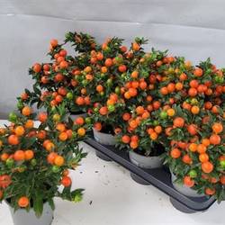 Solanum Pseu Schnapchen Von Uhr T12 H030
