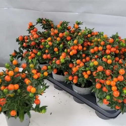 Solanum Pseu Schnapchen Von Uhr T12 H030