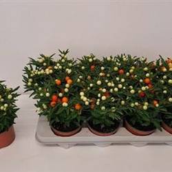 Solanum Pseu Schnapchen Von Uhr T12 H028