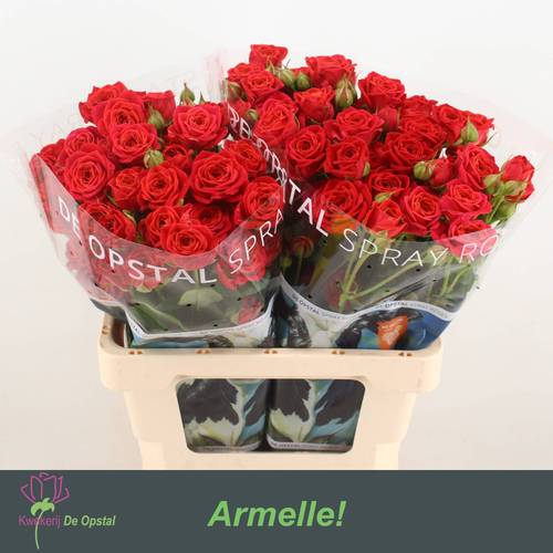 Rose verzweigt rot Armelle 6+Blüte 70cm