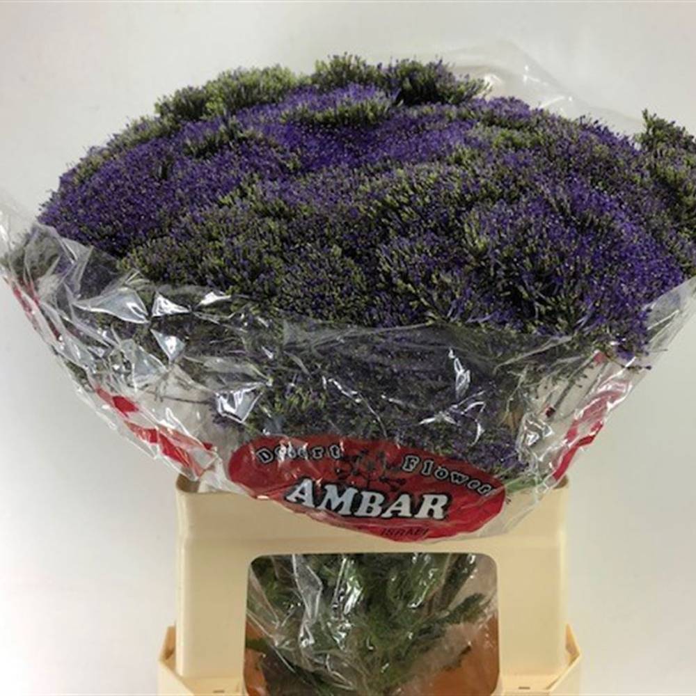 Tragelium lila Lake Superior 60cm