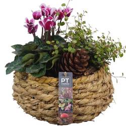 Garten.Arr PTHO4182 Herbst T24 H028
