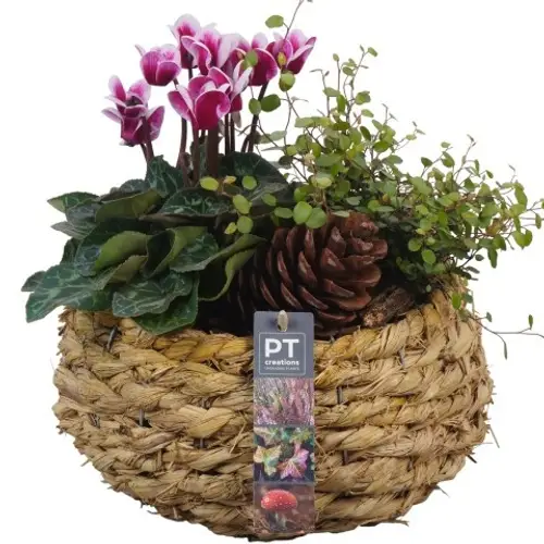Garten.Arr PTHO4182 Herbst T24 H028