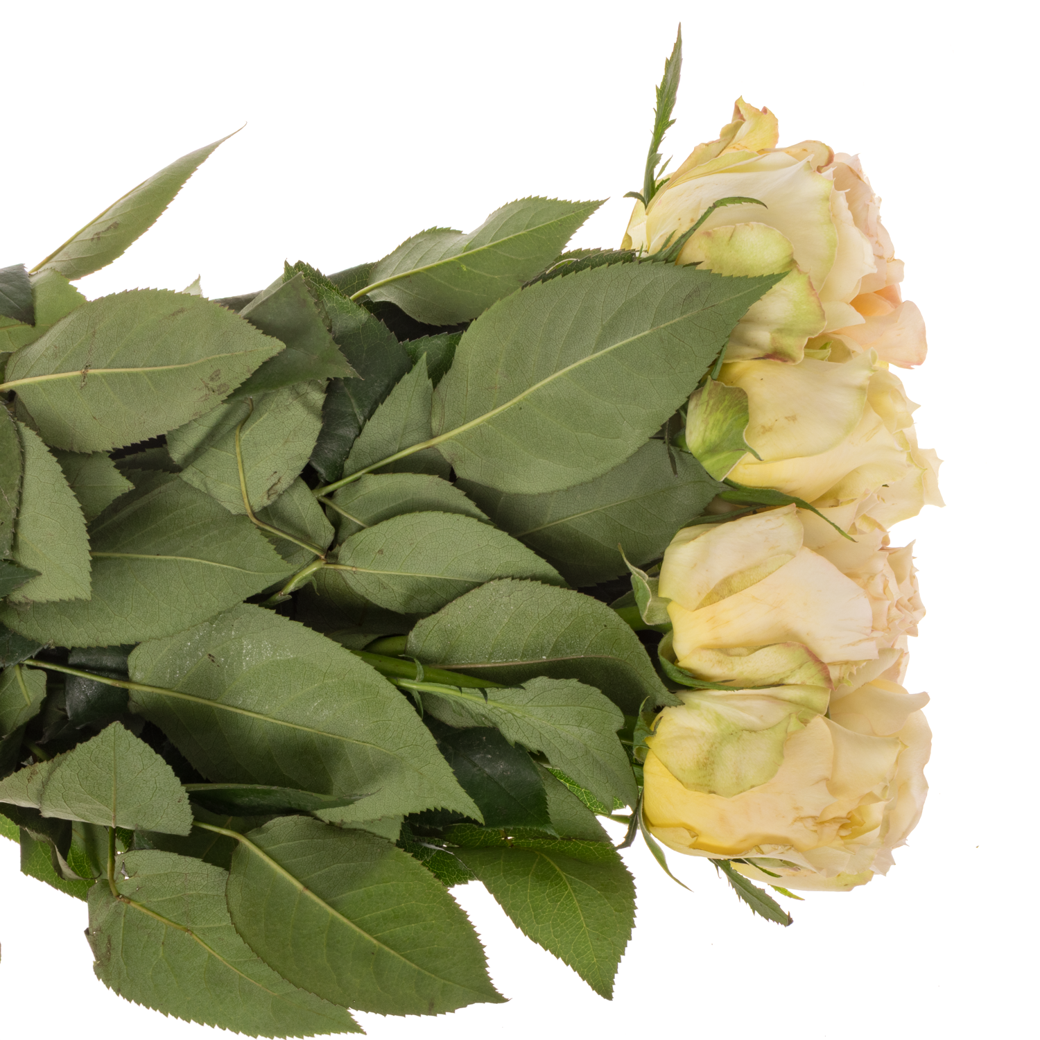 Rose apricot Caramel Antik 50cm duftend