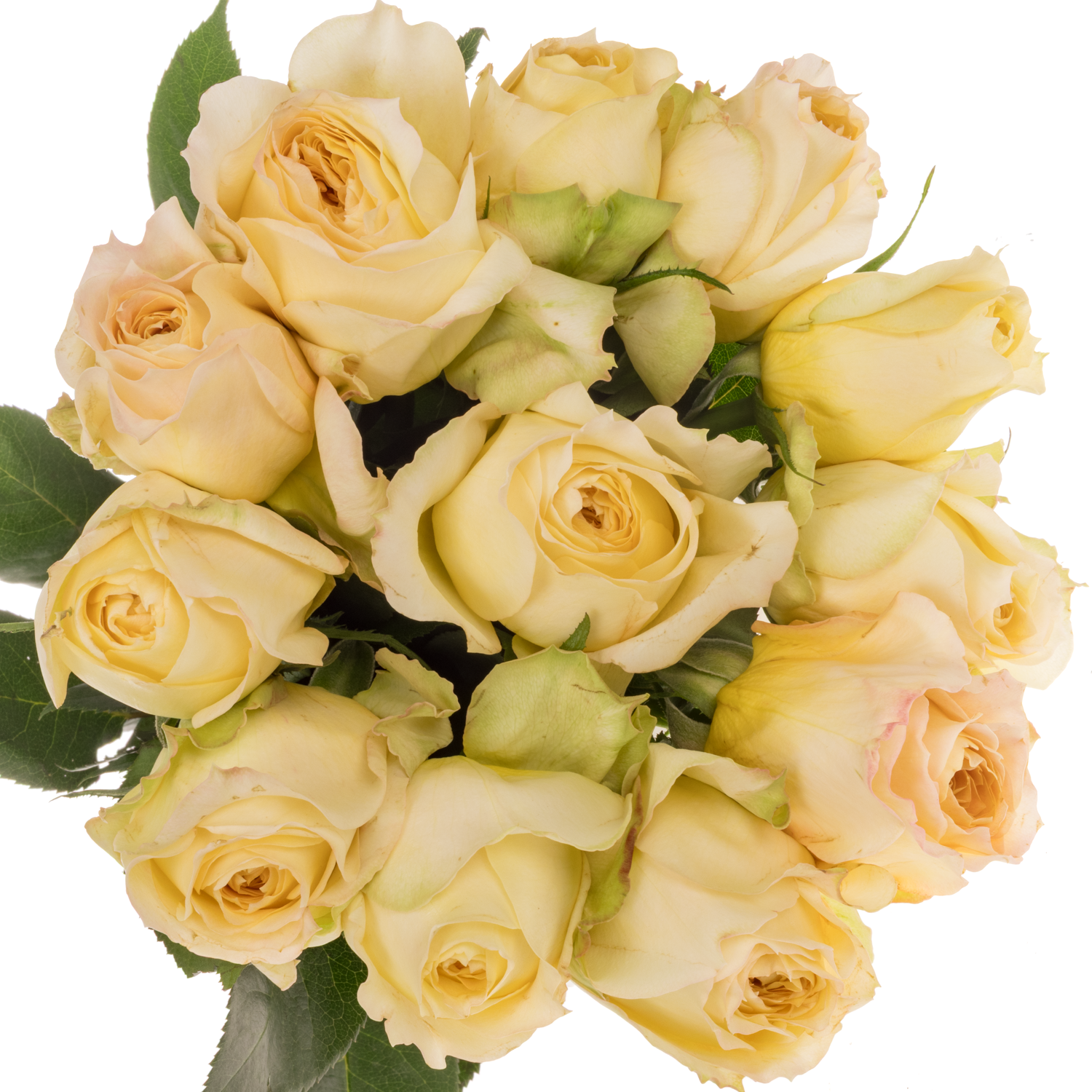 Rose apricot Caramel Antik 50cm duftend