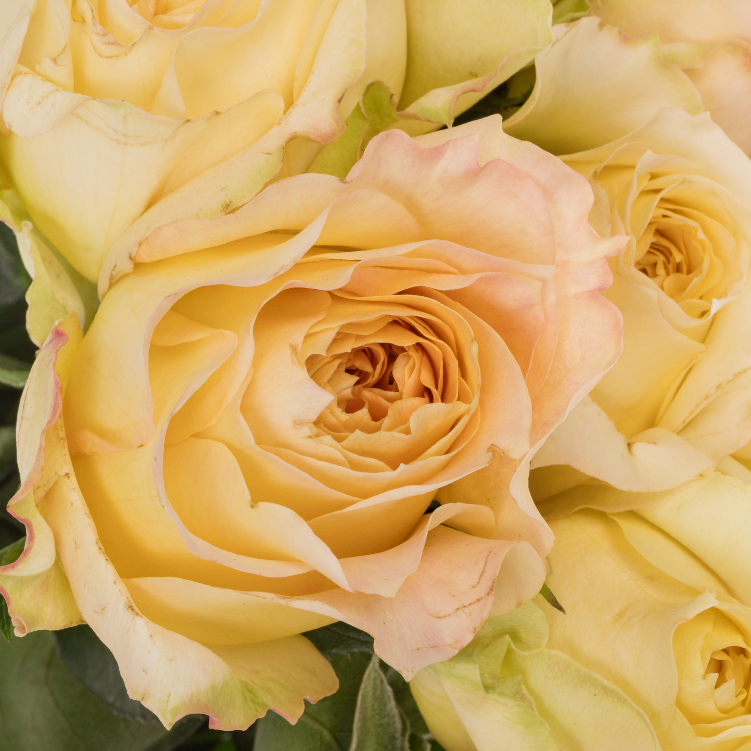 Rose apricot Caramel Antik 50cm duftend