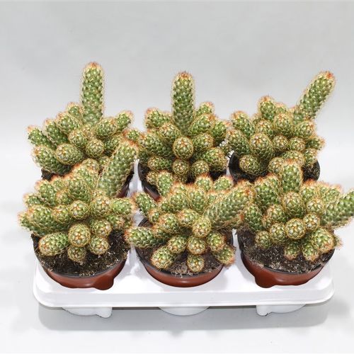 Mammillaria Elongata Rubra T13 H25