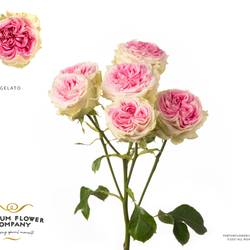Rose verzweigt creme/rosa Gelato 60cm