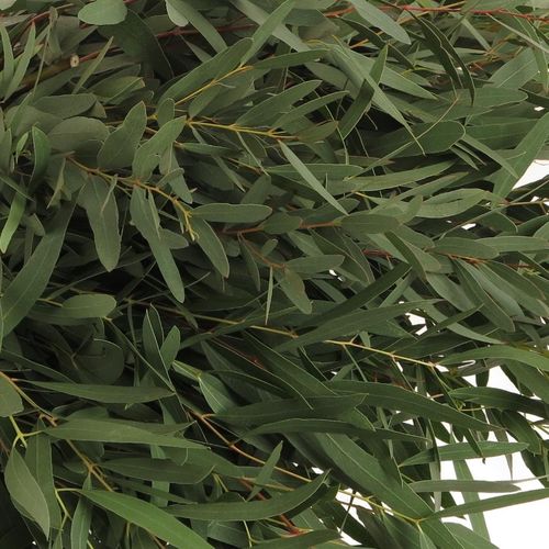 Populus grün Nicholii 150 Gramm 50cm