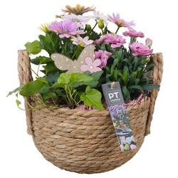 Garten.Arr PTPP6974 T20 H026