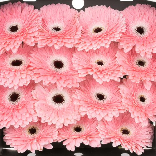 Gerbera rosa/weiss Graceland
