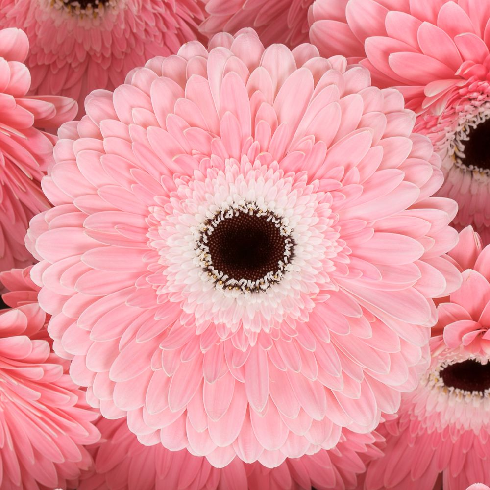 Gerbera rosa/weiss Graceland