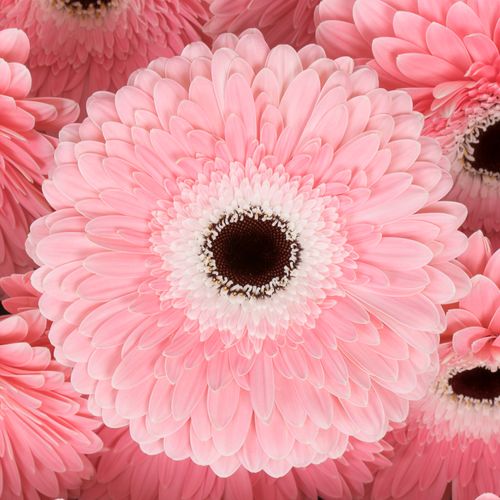 Gerbera rosa/weiss Graceland