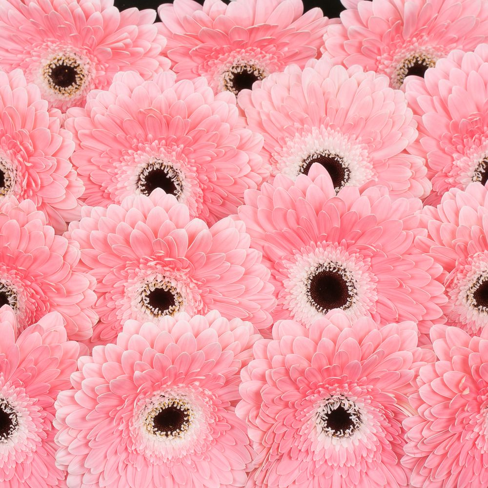 Gerbera rosa/weiss Graceland