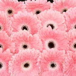 Gerbera rosa/weiss Graceland