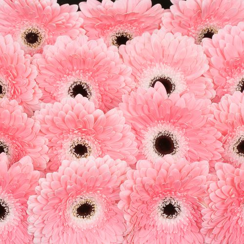 Gerbera rosa/weiss Graceland