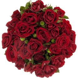 Rose verzweigt weinrot Pushkin 5+Blüte 50cm