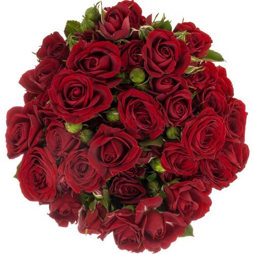 Rose verzweigt weinrot Pushkin 5+Blüte 50cm