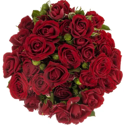 Rose verzweigt weinrot Pushkin 5+Blüte 50cm