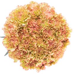 Nelke gelb/rosa Nowo 60cm