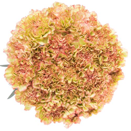 Nelke gelb/rosa Nowo 60cm