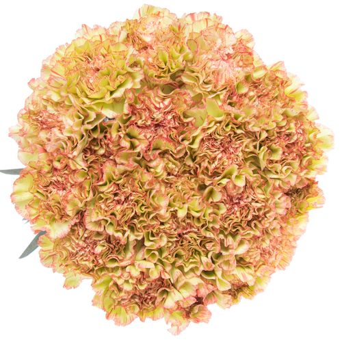 Nelke gelb/rosa Nowo 60cm