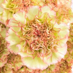 Nelke gelb/rosa Nowo 60cm