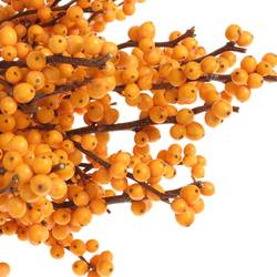 Ilex orange Gold Verboom 45cm