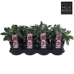 Helleb.rosa Orientalis Amber T14 H30