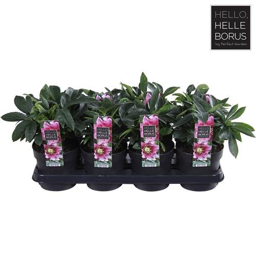 Helleb.rosa Orientalis Amber T14 H30