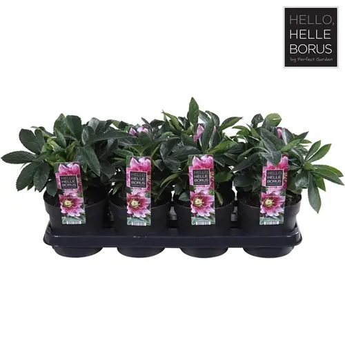Helleb.rosa Orientalis Amber T14 H30