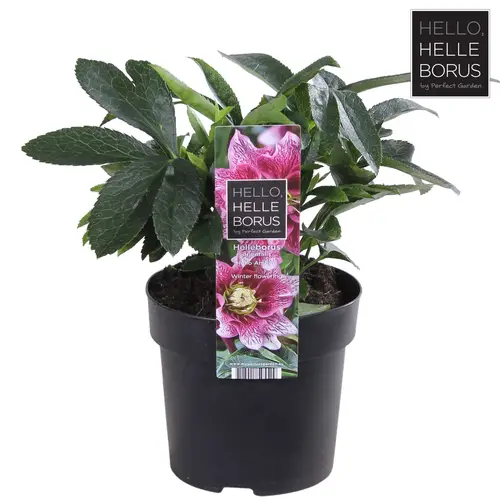 Helleborus Orientalis rosa T14 H30