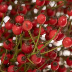 Hagebutte rot Splendor 70cm