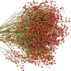 Hagebutte rot Splendor 70cm