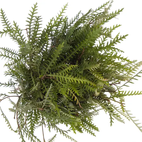 Grevilea grün Ivanhoe pro Bund 60cm
