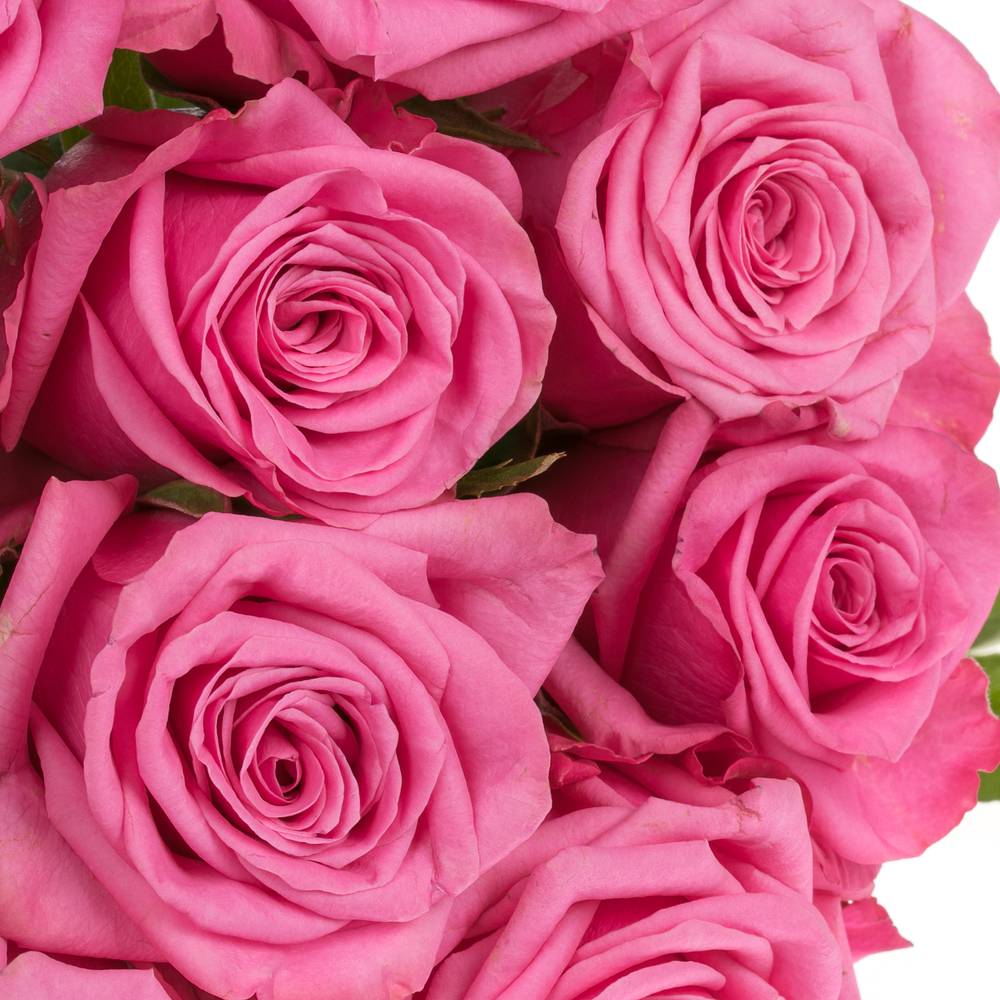 Rose rosa Kiss Me Kate 50cm