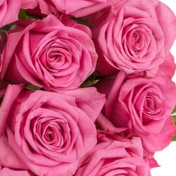 Rose rosa Kiss Me Kate 50cm