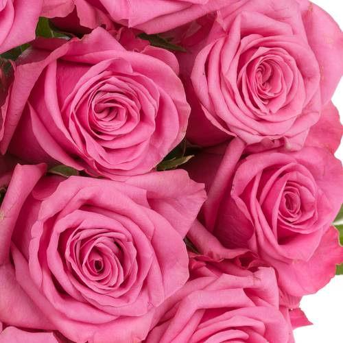 Rose rosa Kiss Me Kate 50cm