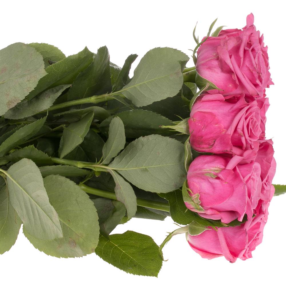 Rose rosa Kiss Me Kate 50cm