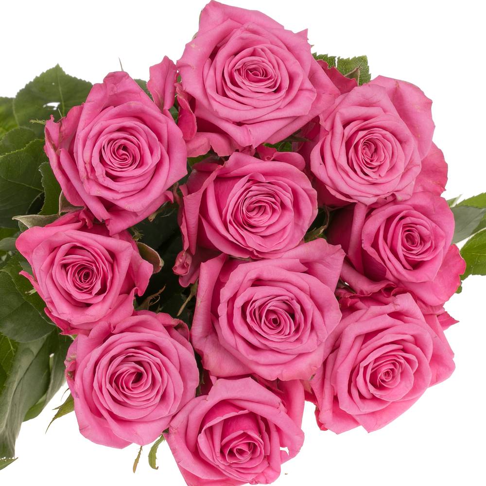 Rose rosa Kiss Me Kate 50cm