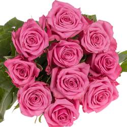 Rose rosa Kiss Me Kate 50cm