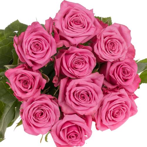 Rose rosa Kiss Me Kate 50cm