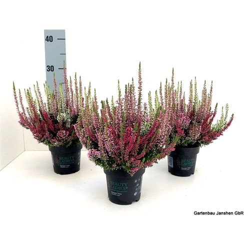 Calluna Bl Trio Ameties T10,5 H022