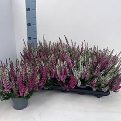 Calluna BL mix Trio Ameties T10,5 H022