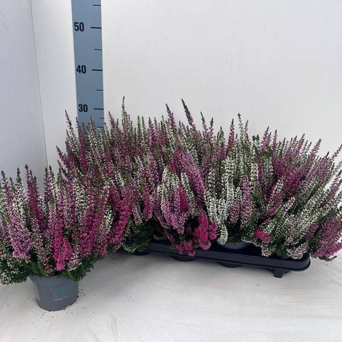 Calluna BL mix Trio Ameties T10,5 H022